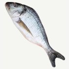 Konstgjord Fisk