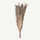 Torkade Dadelblad Knippe Natur