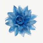 Tropisk Hårblomma Turkos