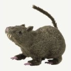 Hårig Råtta