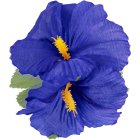 Hibiscus Hawaii Hårblomma Blå