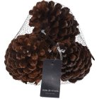 Grankottar Brun