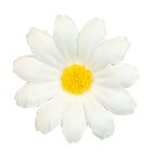 Prästkrage Konstgjorda Blommor