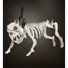 Skelett Hund