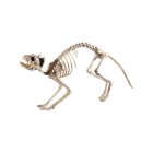 Kattskelett Figur