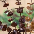 Glitter Eukalyptus Kvist Brun