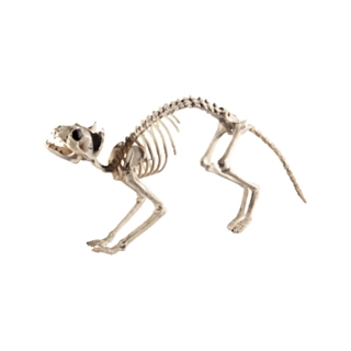 Kattskelett Figur