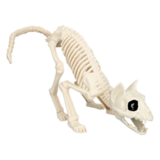 Kattskelett