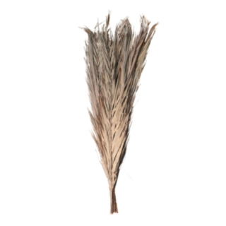 Torkade Dadelblad Knippe Natur
