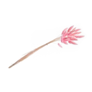 Harsvans Rosa