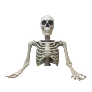 Lifesize Skelett Överkropp