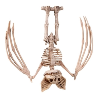 Skelett Fladdermus