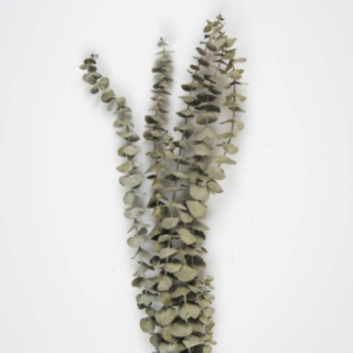 Torkade Eukalyptus Kvistar