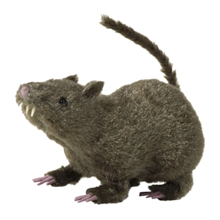 Hårig Råtta
